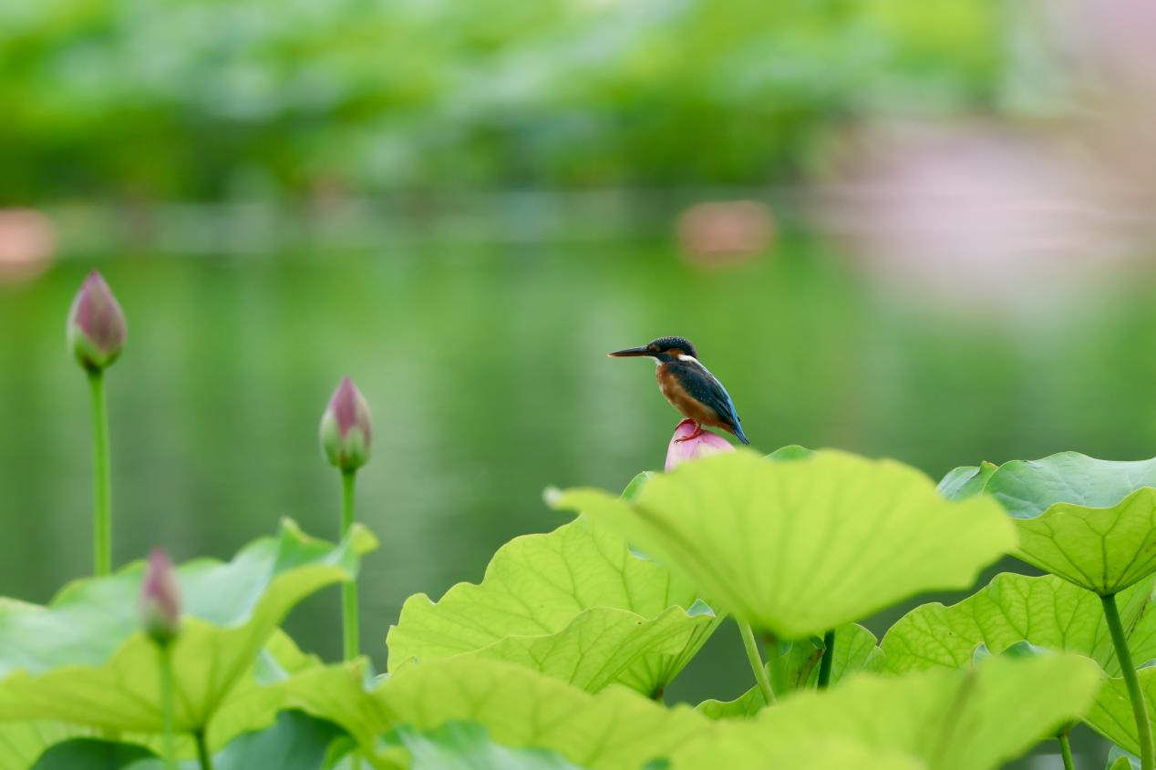 夏日赏荷之莲花池公园