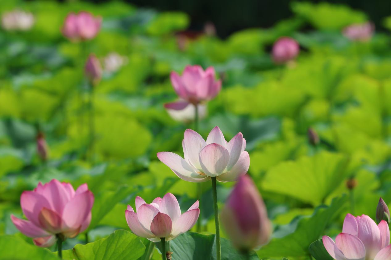 夏日赏荷之莲花池公园