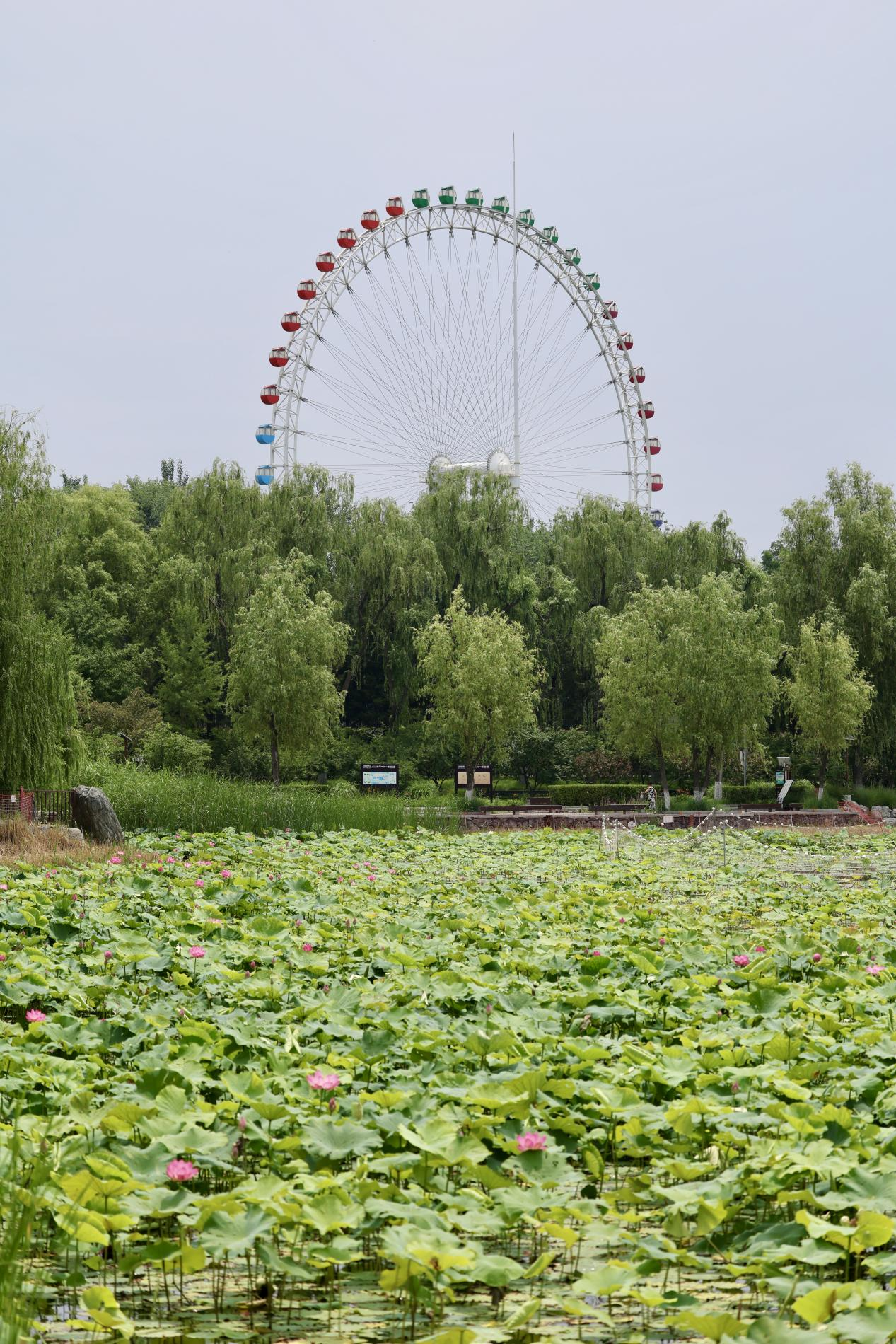 夏日赏荷之龙潭西湖公园