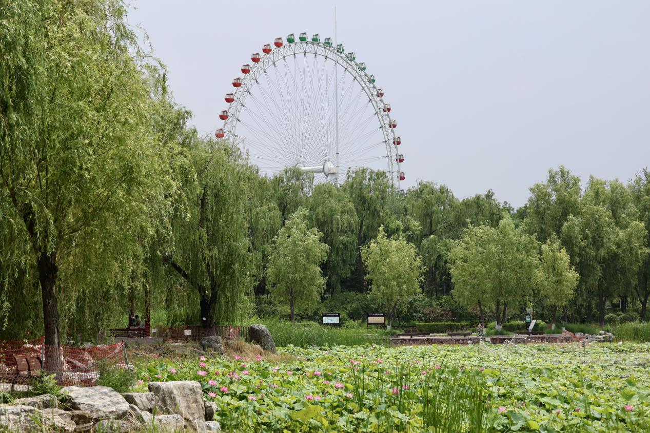 夏日赏荷之龙潭西湖公园