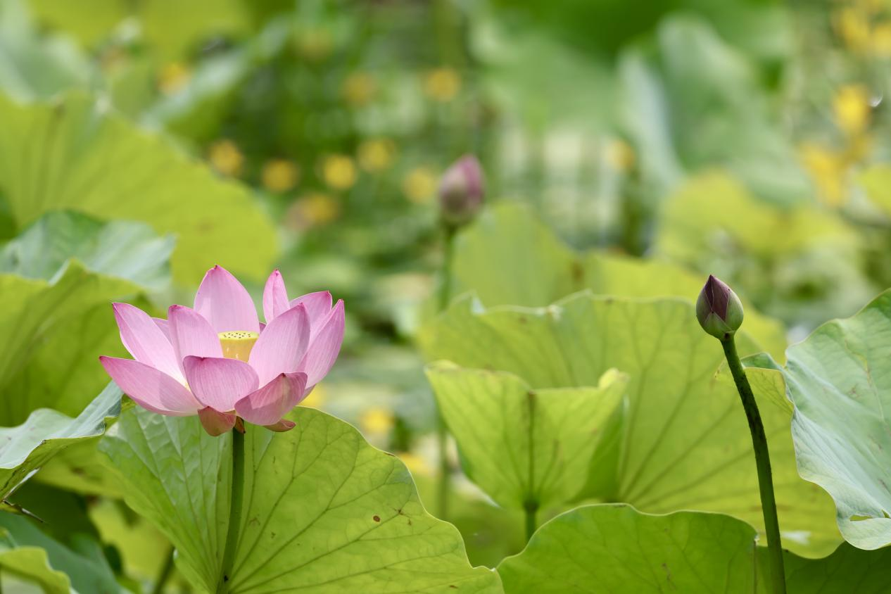 夏日赏荷之龙潭西湖公园