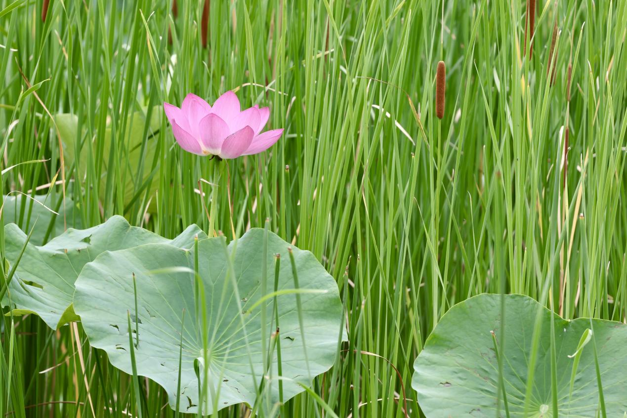 夏日赏荷之龙潭西湖公园