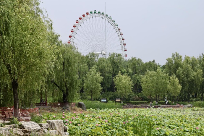夏日赏荷之龙潭西湖公园