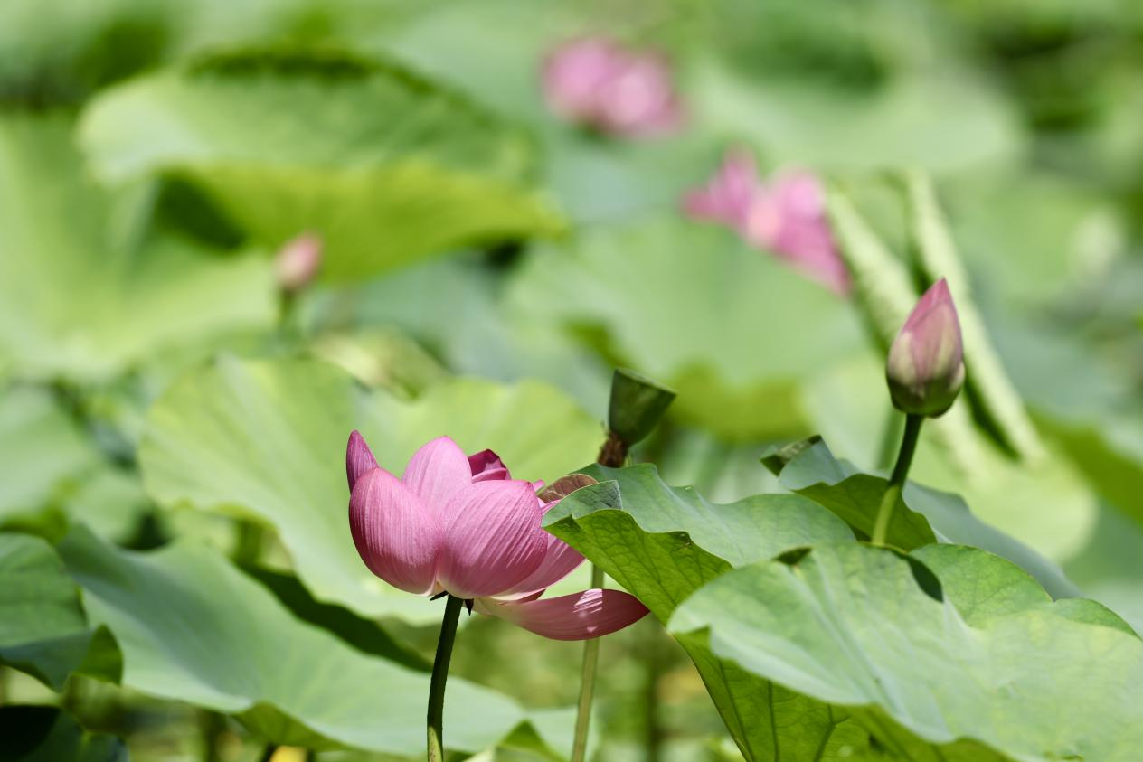 夏日赏荷之紫竹院公园 夏日赏荷之紫竹院公园