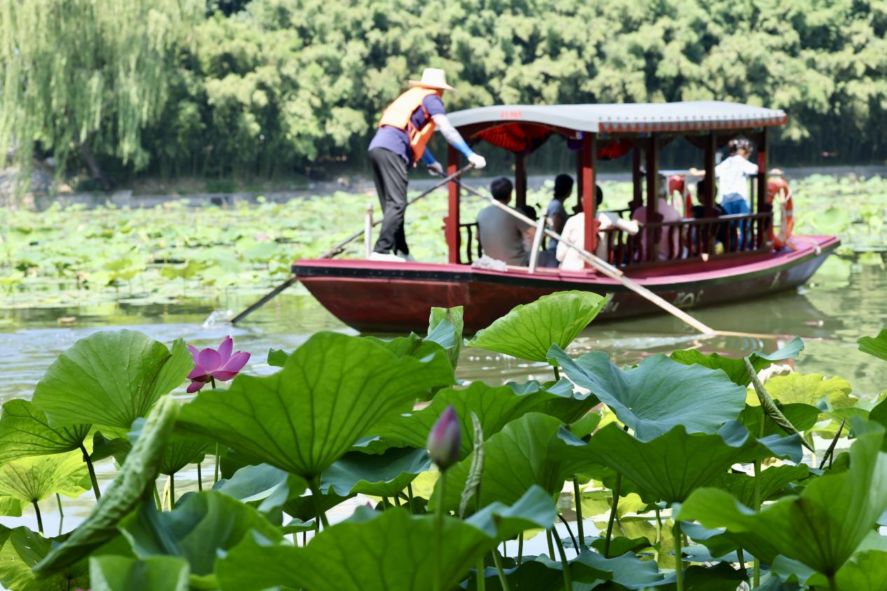 夏日赏荷之紫竹院公园 夏日赏荷之紫竹院公园