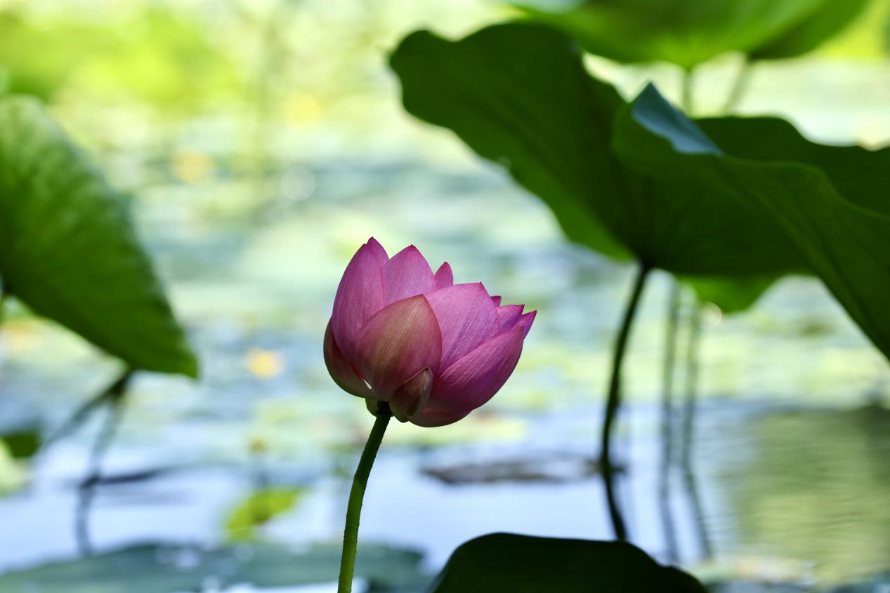 夏日赏荷之紫竹院公园 夏日赏荷之紫竹院公园