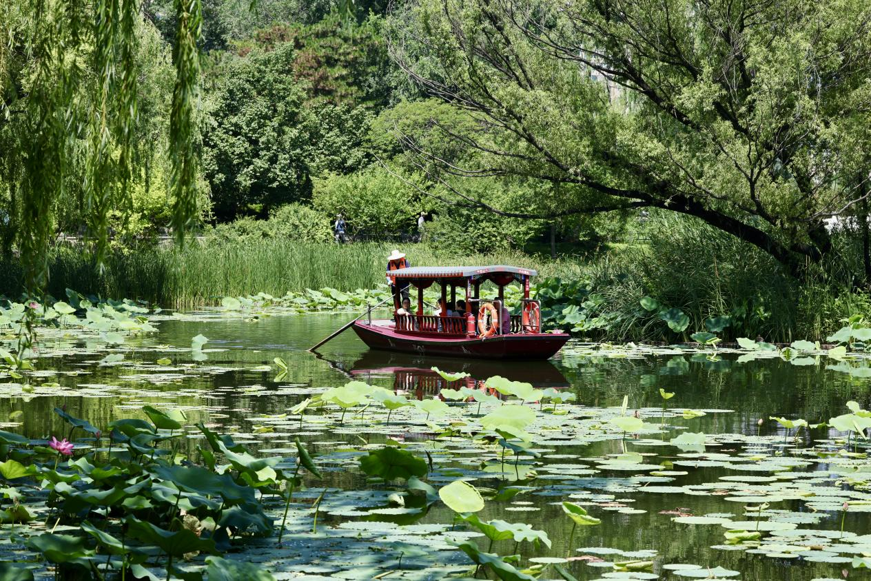 夏日赏荷之紫竹院公园 夏日赏荷之紫竹院公园