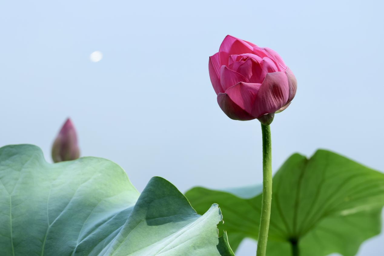 夏日赏荷之紫竹院公园 夏日赏荷之紫竹院公园