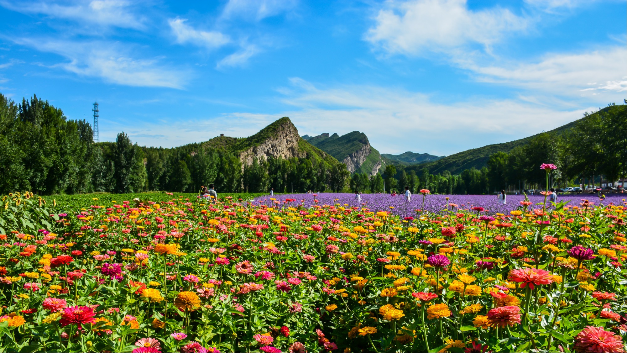 线路五四季花海 线路五四季花海