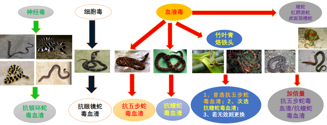 常见毒蛇与对应血清