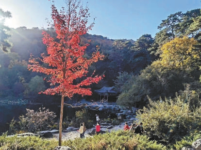 香山公园静翠湖畔的丽红元宝枫。