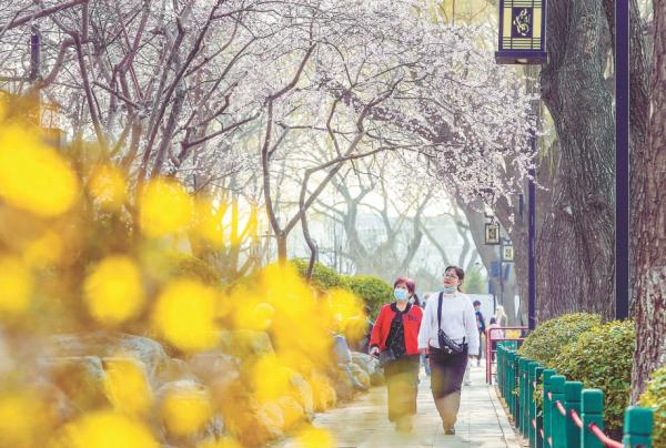 近日，什刹海湖畔柳条渐绿，迎春花、桃花初开，市民游客穿行其间，感受早春美景。