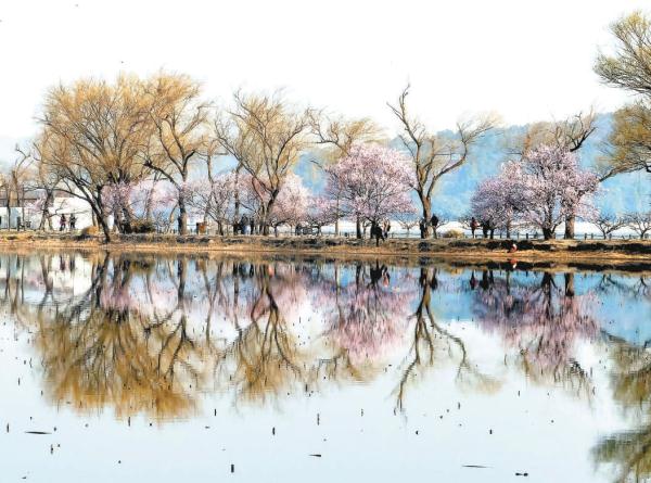3月10日，颐和园西堤山桃花盛开，山桃花伴着吐绿的柳树，桃红柳绿美不胜收，吸引众多游客前来打卡。