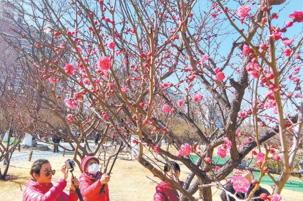 明城墙遗址公园内，市民在拍摄梅花。