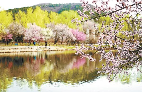 上图:3月24日，国家植物园呈现出一派远山近水、桃红柳绿的春日佳景。