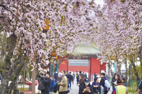 近日，北海公园的西府海棠盛开，一枝枝一串串的春花与古建交相辉映，融为一体。