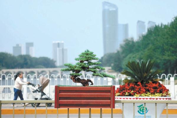 苍翠挺拔的小小迎客松傲立街头，为城市副中心“花香大道”增添了特别的美感。