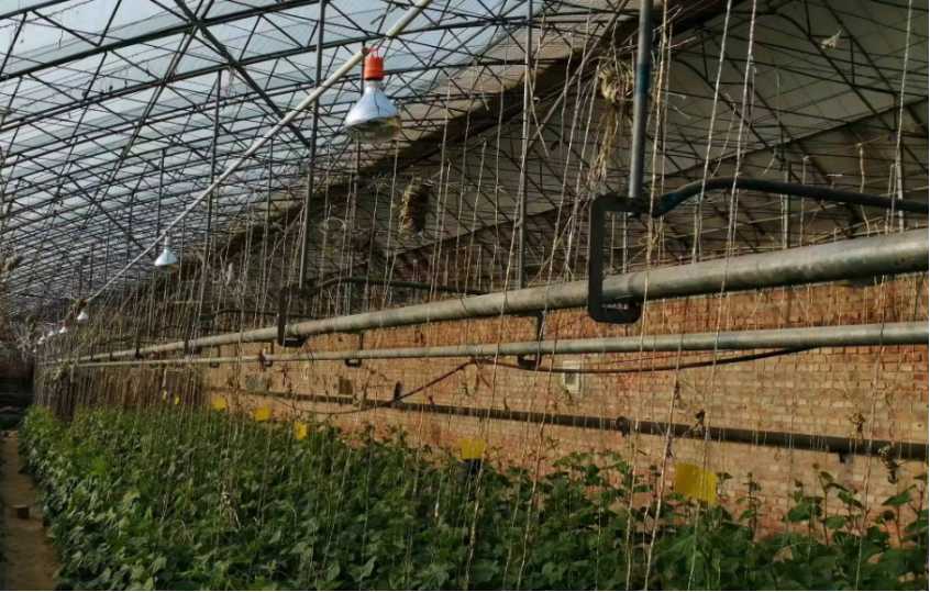 京郊设施蔬菜现阶段生产指导意见