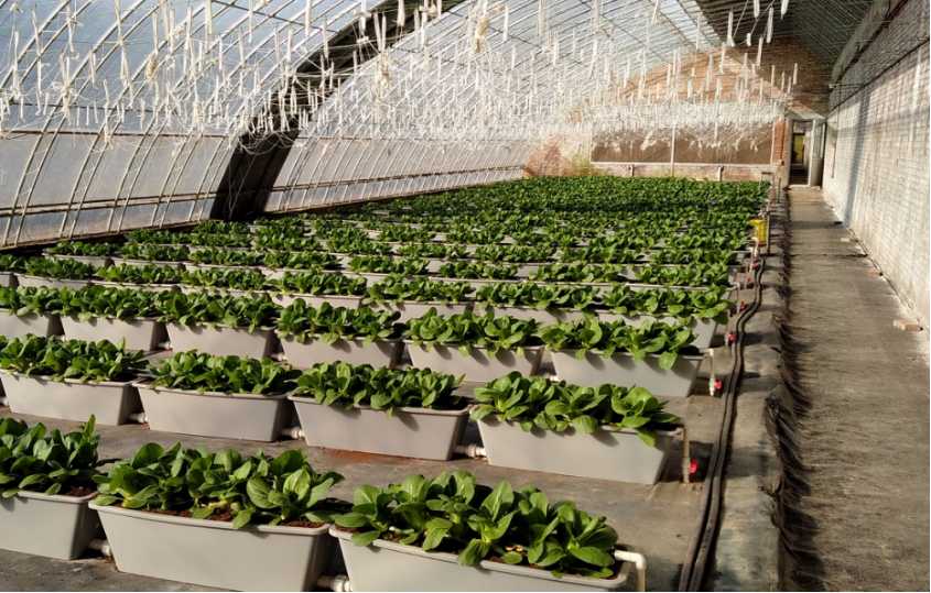 京郊设施蔬菜现阶段生产指导意见