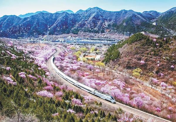  Citizens and tourists can enjoy the beautiful scenery of the train passing through the sea of flowers on the plank road.