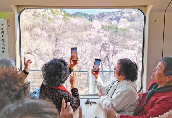 3月28日，居庸关长城脚下桃花绽放，市民游客搭乘市郊铁路S2线，透过车窗欣赏沿线花海。