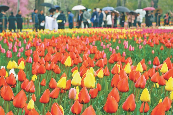 4月10日，国度植物园郁金香符号多彩。