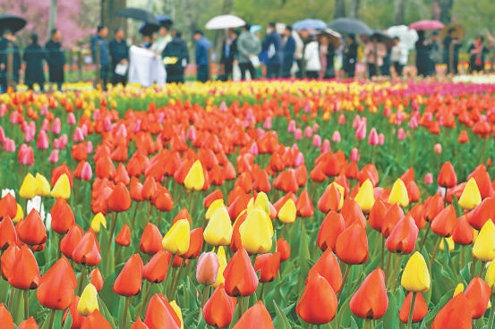 4月10日，国家植物园郁金香绚烂多彩。