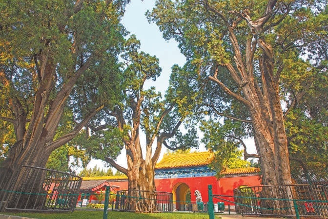 中山公园辽柏群。