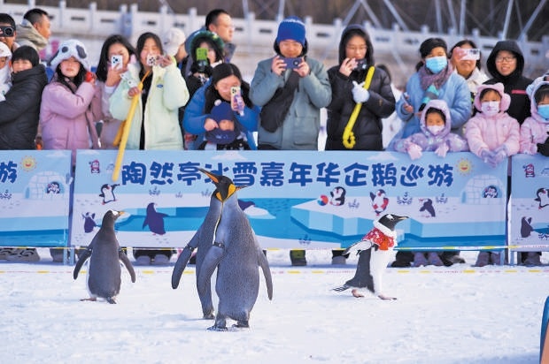12月26日，陶然亭公园开启冰雪嘉年华，企鹅观赏区吸引了游客围观。