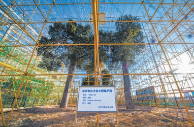 工地现场，被围栏包裹严实的古树群得到妥善保护。