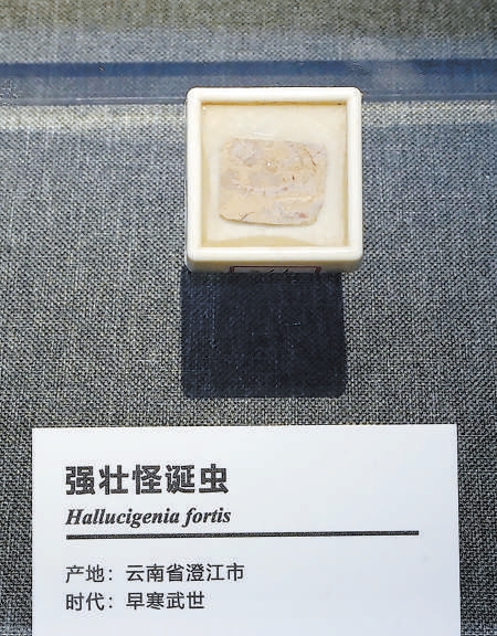展览中的强壮怪诞虫化石及模型。