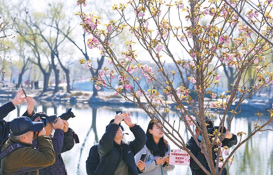 3月19日，游客在玉渊潭公园赏樱。