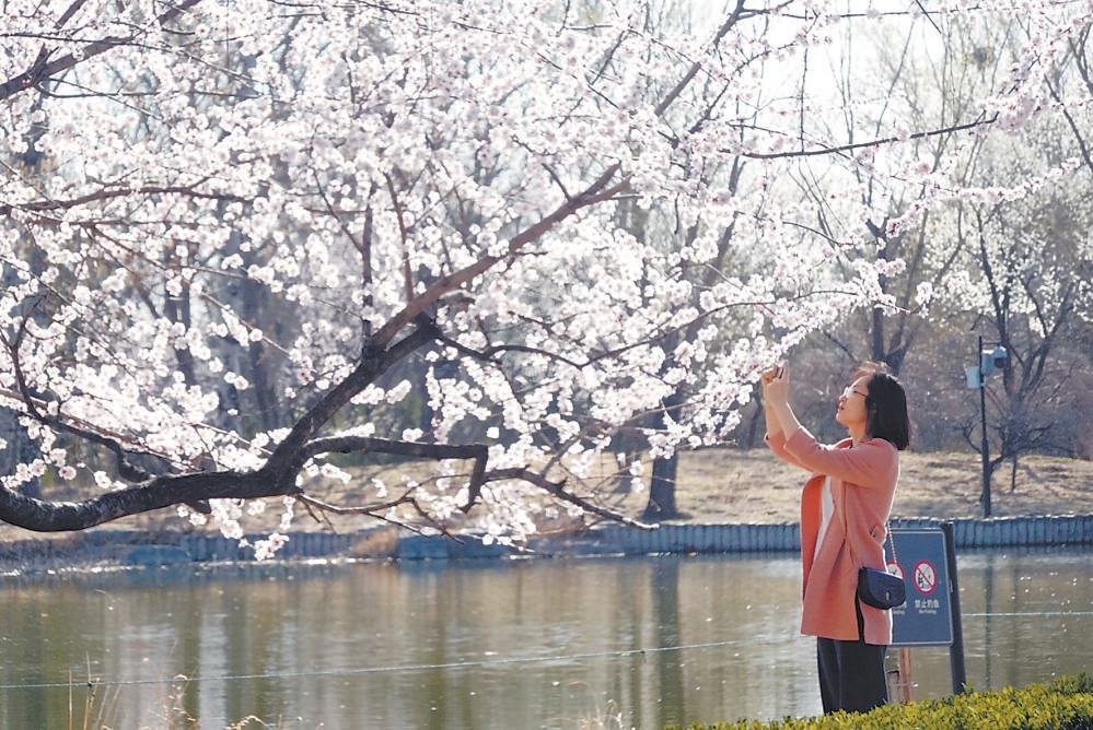 3月20日，在国家植物园（北园）山桃花溪，山桃花盛放，美景宜人。