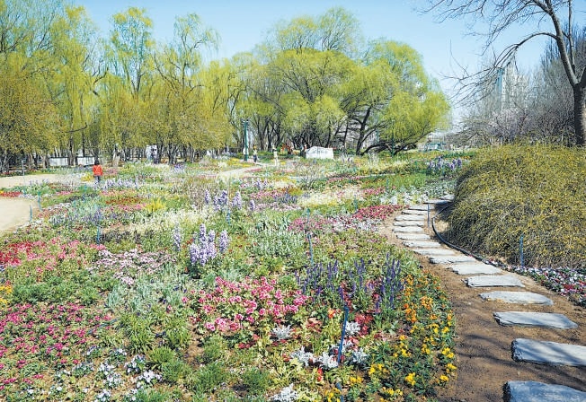 海淀公园“莫奈花园”已基本完成花卉布置。