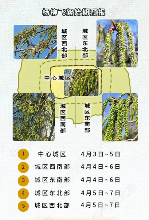 北京疾控提醒您 进入杨柳飞絮期 如何科学防护？
