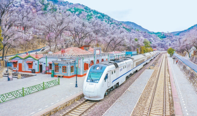 图为市郊铁路S2线列车驶过居庸关花海。