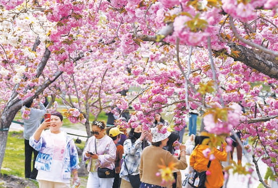 4月14日，游客走进玉渊潭公园赏樱踏春。