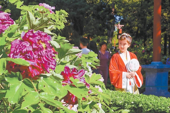 谷雨节气刚过，景山公园里各品种牡丹争相盛放，在暮春时节为市民送来绚烂春色。