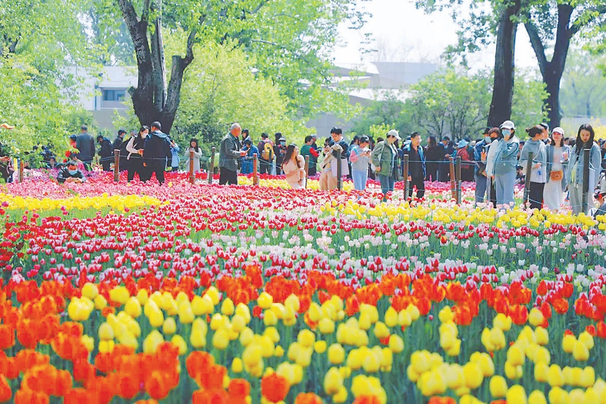 国家植物园（北园）郁金香花海。
