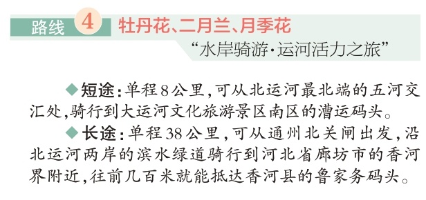 四条“赏花+”特色路线游遍副中心