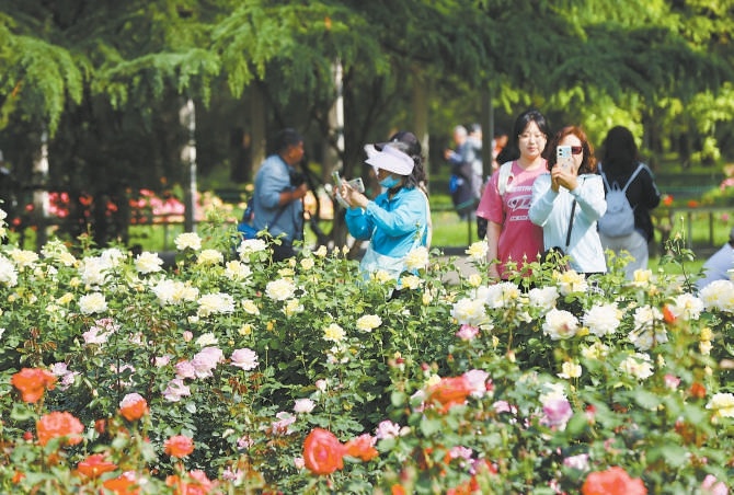 市民在天坛公园赏月季。