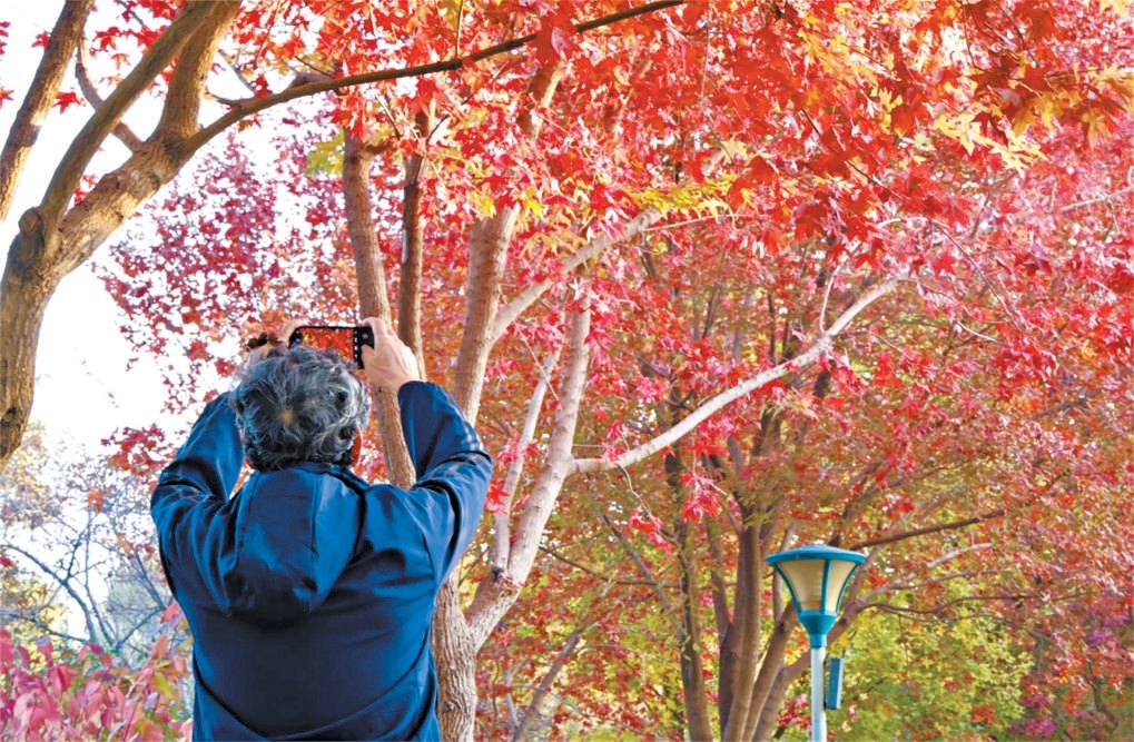 秋光里,游客用手机拍下玉渊潭绚烂一刻。 秋光里,游客用手机拍下玉渊潭绚烂一刻。