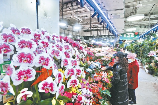 年宵花市有了新气象。新奇特花卉品种增多，家庭消费青睐可复花品种。