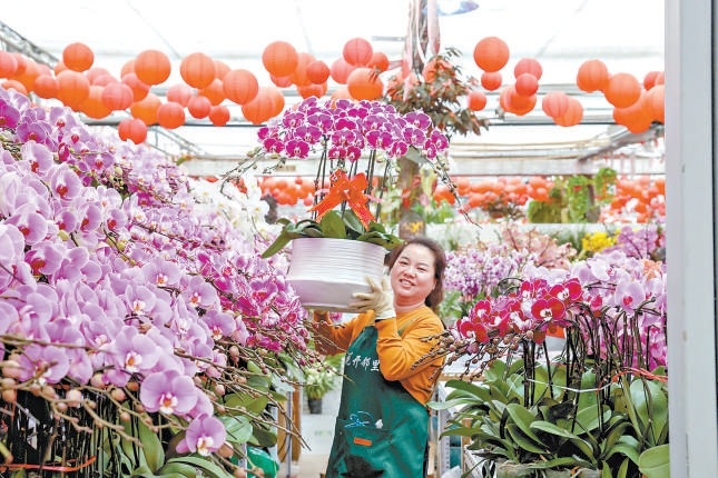 全国十大产区年宵花进京