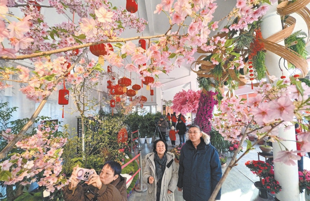 樱花与紫藤同时绽放，为即将到来的农历春节平添了一抹灵动而浪漫的色彩。
