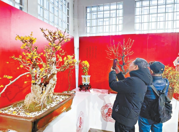 市民游客在梅花、蜡梅迎春文化展上拍照。