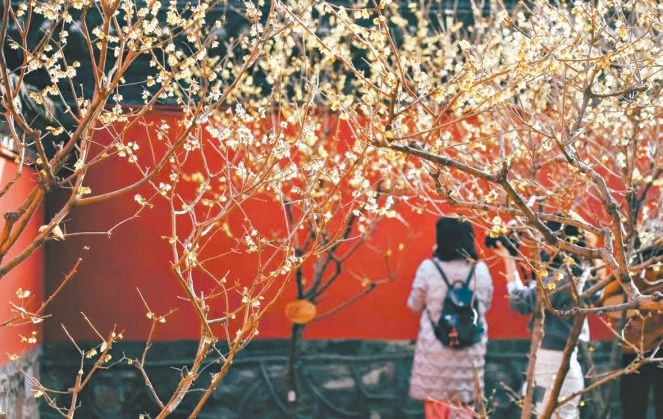 国家植物园蜡梅处于盛花期，吸引了众多市民游客。