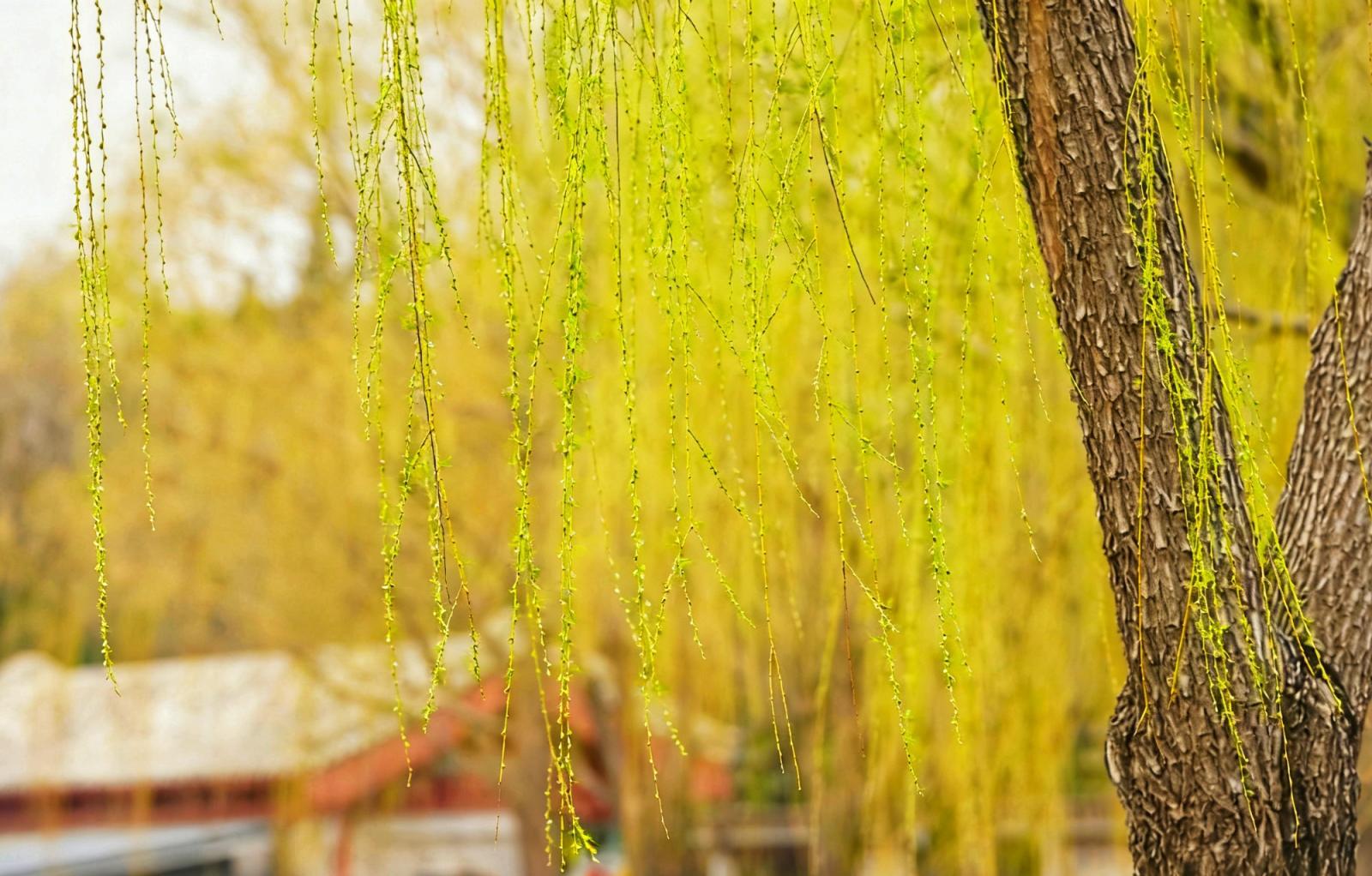 陶然亭年味未散春意更浓