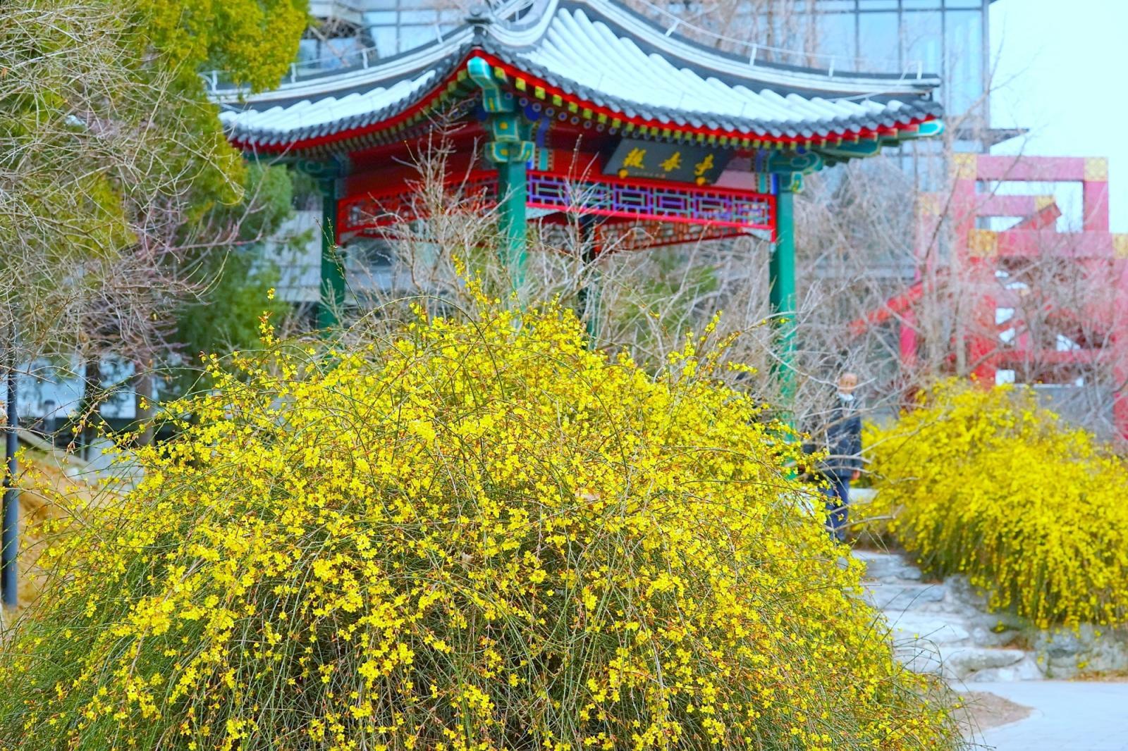 陶然亭年味未散春意更浓