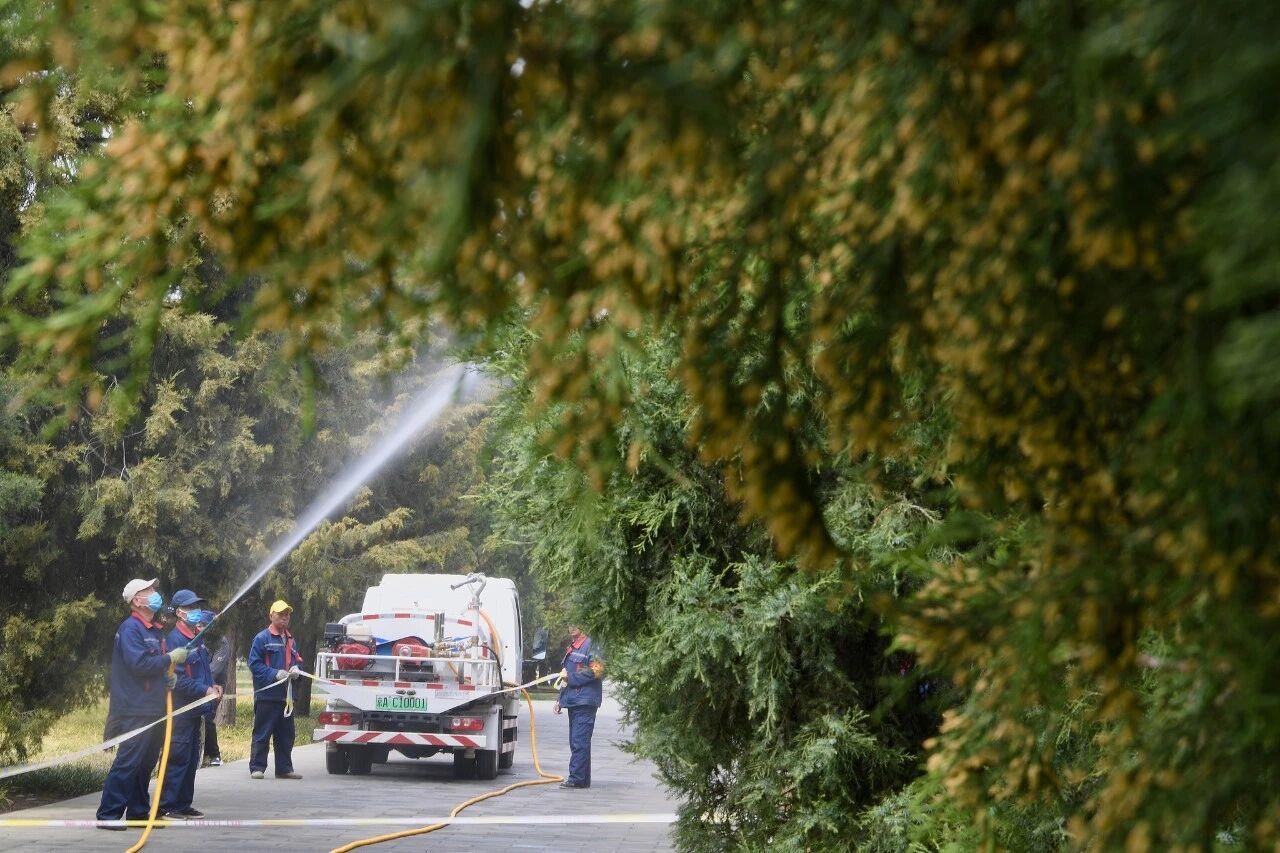 北京天坛公园的园林工人通过喷水作业降低花粉浓度。 北京天坛公园的园林工人通过喷水作业降低花粉浓度。